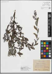 Foto von Salix repens L.